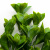 Трава искусственная -1, шт (эвкалипт лист 32 см/8 см)				 - купить в Каменске-Шахтинском. Цена: 169.93 руб.