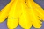 Декоративный Пучок из перьев, перо 23см/желтый - купить в Каменске-Шахтинском. Цена: 12.19 руб.